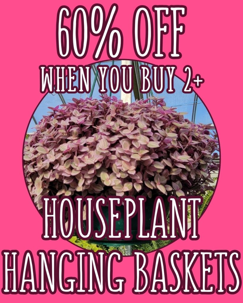 Thomas Greenhouse & Gardens in Mukwonago, WI sale: 60% off houseplant hanging baskets when you buy 2 or more, January 29–February 4, 2026.