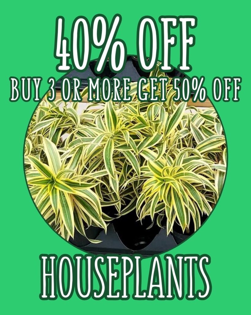 Thomas Greenhouse & Gardens in Mukwonago, WI houseplants sale: 40% off houseplants, buy 3 or more get 50% off, January 29–February 4, 2026.